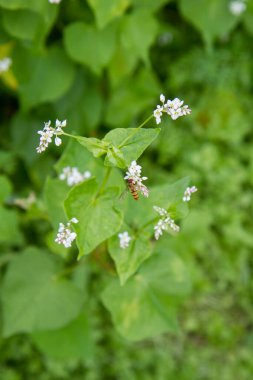 Fagopyrum (Buckwheat) plant blooming in a field clipart