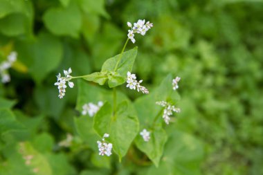 Fagopyrum (Buckwheat) plant blooming in a field clipart