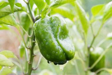 Bahçede yetişen çan biberi, yağmur damlalarıyla kaplı.