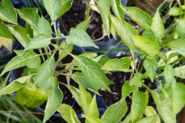 Buddleja davidii (yaz leylak) çiçekler üzerinde kırmızı Amiral kelebek