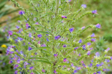 Viper 'ın böcek ilacı (Echium vulgare) yazın çiçek açar