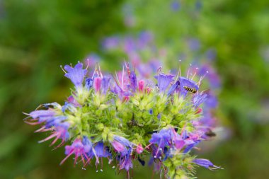 Viper 'ın böcek ilacı (Echium vulgare) yazın çiçek açar