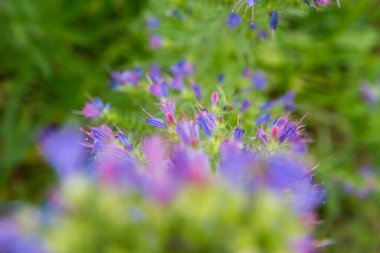 Viper 'ın böcek ilacı (Echium vulgare) yazın çiçek açar