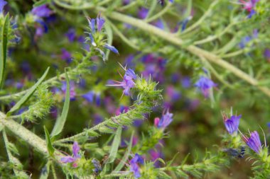 Viper 'ın böcek ilacı (Echium vulgare) yazın çiçek açar