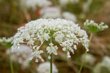 Yazın açan yabani havuç.