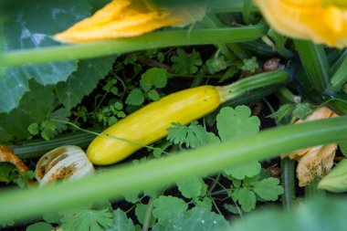 Kabaklar bahçede yetişiyor.