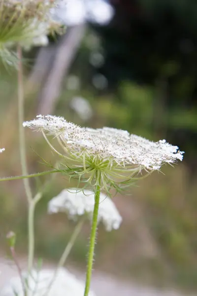 Stock image Wild carrot plant blooming in the summer