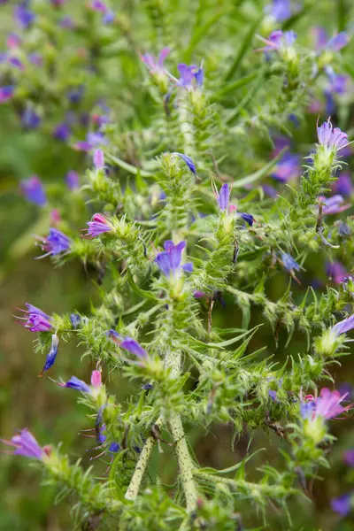 stock image The viper's bugloss (Echium vulgare) plant blooming in summer