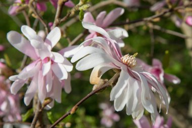 Manolya baharda çiçek açar. 