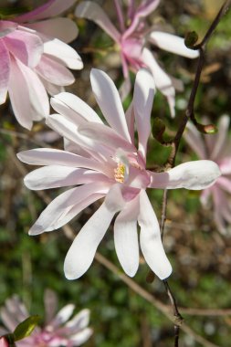 Manolya baharda çiçek açar. 