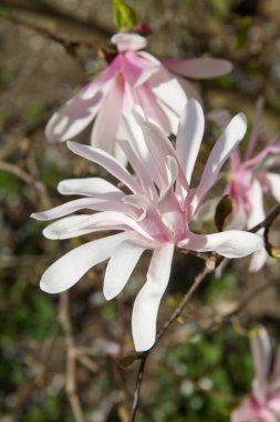 Manolya baharda çiçek açar. 