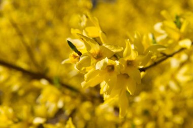 Baharın güneşli bir gününde açmakta olan bitkiler.