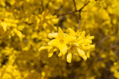 Baharın güneşli bir gününde açmakta olan bitkiler.