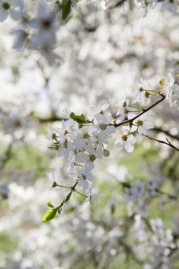 Myrobalan erik ağacı baharın başlarında beyaz çiçeklerle çiçek açıyor.