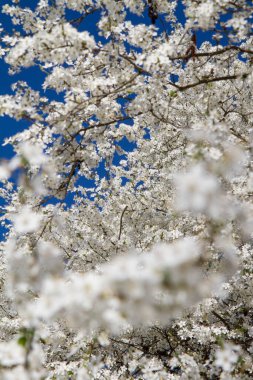 Myrobalan erik ağacı baharın başlarında beyaz çiçeklerle çiçek açıyor.
