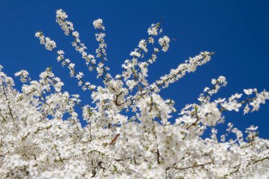 Myrobalan erik ağacı baharın başlarında beyaz çiçeklerle çiçek açıyor.