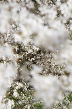 Myrobalan erik ağacı baharın başlarında beyaz çiçeklerle çiçek açıyor.