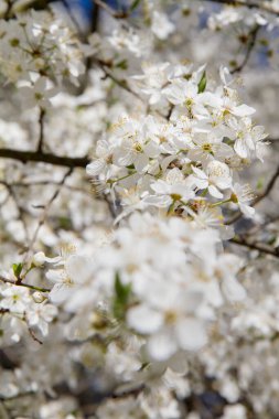 Myrobalan erik ağacı baharın başlarında beyaz çiçeklerle çiçek açıyor.