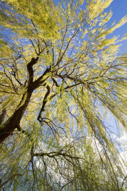 Ağlayan söğüt ağacı mavi gökyüzüne karşı parkın tepesinde görünüyor.