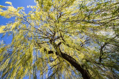 Ağlayan söğüt ağacı mavi gökyüzüne karşı parkın tepesinde görünüyor.