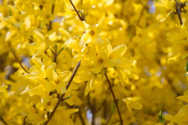 Baharın güneşli bir gününde açmakta olan bitkiler.