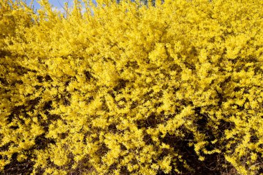 Baharın güneşli bir gününde açmakta olan bitkiler.