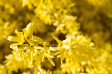 Baharın güneşli bir gününde açmakta olan bitkiler.