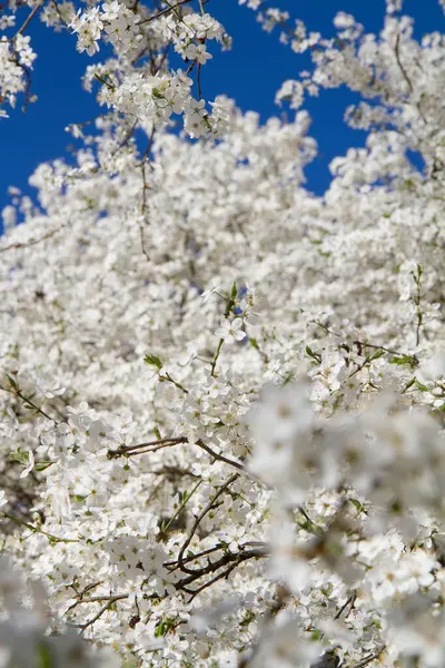 Myrobalan erik ağacı baharın başlarında beyaz çiçeklerle çiçek açıyor.