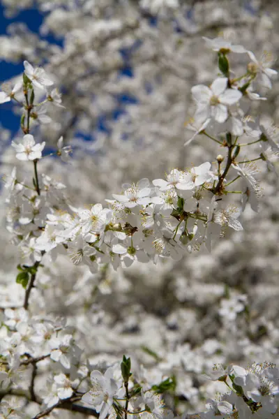 Myrobalan erik ağacı baharın başlarında beyaz çiçeklerle çiçek açıyor.