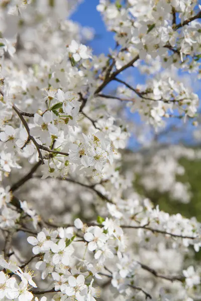 Myrobalan erik ağacı baharın başlarında beyaz çiçeklerle çiçek açıyor.