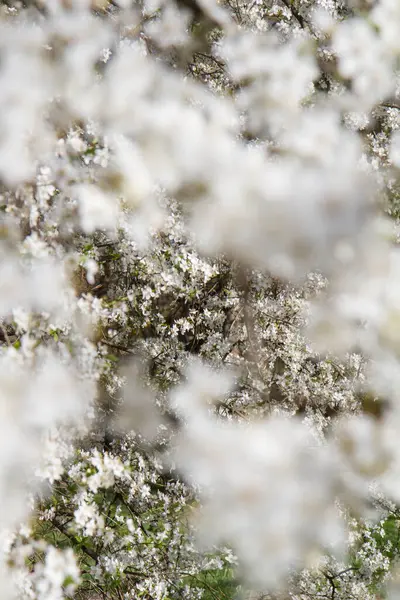Myrobalan erik ağacı baharın başlarında beyaz çiçeklerle çiçek açıyor.