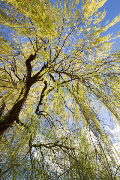Ağlayan söğüt ağacı mavi gökyüzüne karşı parkın tepesinde görünüyor.