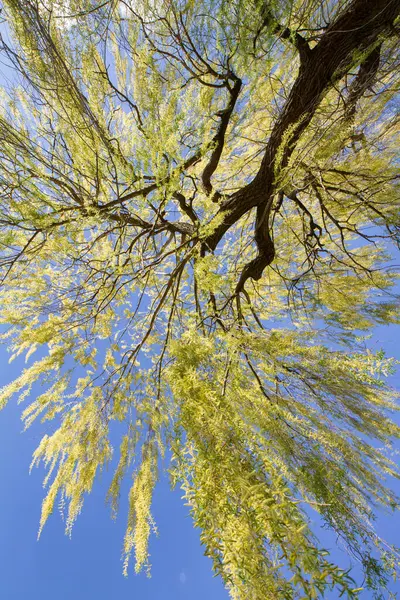 Ağlayan söğüt ağacı mavi gökyüzüne karşı parkın tepesinde görünüyor.