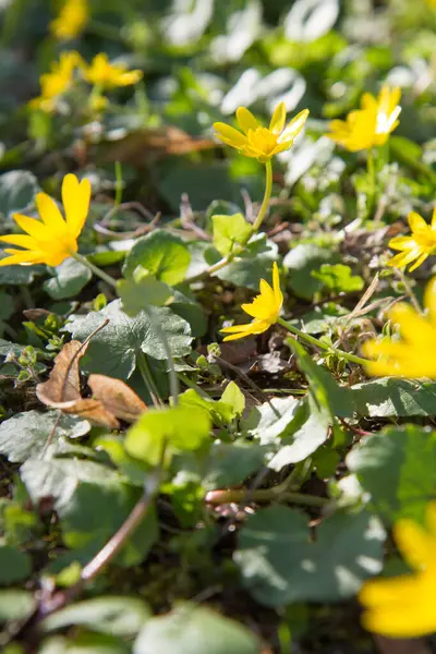 Daha az selandin ya da incir çiçeği (Ficaria verna) güneşli bir baharın ilk günlerinde çiçek açar