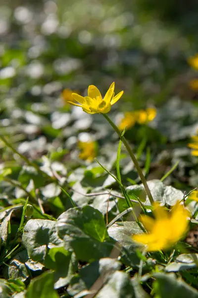 Daha az selandin ya da incir çiçeği (Ficaria verna) güneşli bir baharın ilk günlerinde çiçek açar