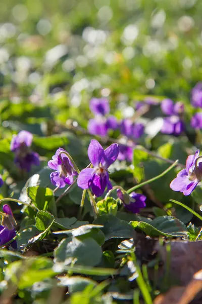 Tatlı menekşe (Viola odorata) baharın erken saatlerinde güneşli bir günde çiçek açar