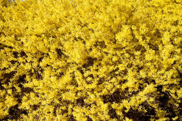 Baharın güneşli bir gününde açmakta olan bitkiler.