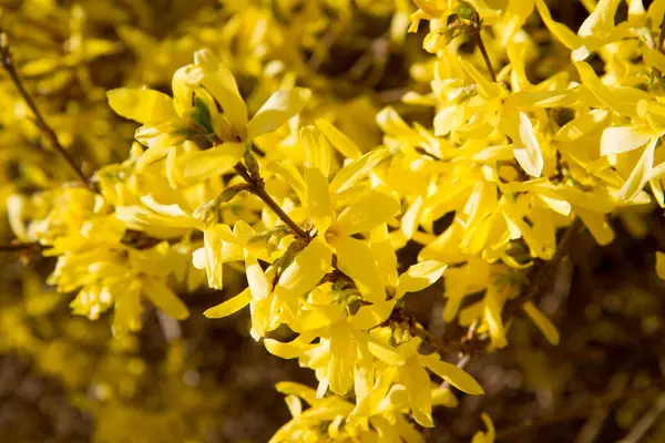 Baharın güneşli bir gününde açmakta olan bitkiler.