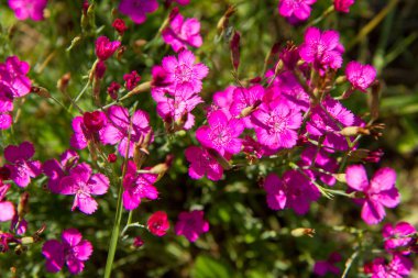 Baharda çiçek açan karanfil çiçekleri.