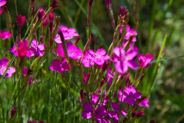 Baharda çiçek açan karanfil çiçekleri.
