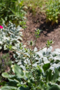 Eryngium (eryngo) bitkisi ilkbaharda bir çayırda