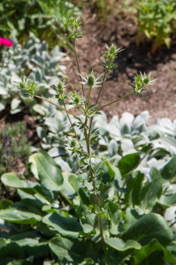 Eryngium (eryngo) bitkisi ilkbaharda bir çayırda