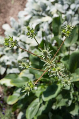 Eryngium (eryngo) bitkisi ilkbaharda bir çayırda