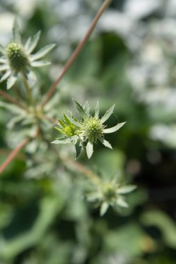 Eryngium (eryngo) bitkisi ilkbaharda bir çayırda