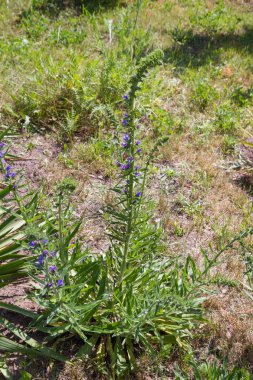 Engerek böceği (Echium vulgare) bitkisi baharda çiçek açmaya başlar