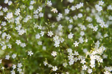 Yaygın yıldız otu (Stellaria graminea) bitkisi çiçek açar