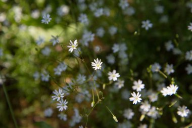 Yaygın yıldız otu (Stellaria graminea) bitkisi çiçek açar