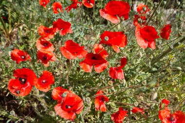 Bahçede açan gelincik çiçekleri