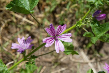 Yaygın yaban ördeği (Malva sylvestris) çiçek açan bitki