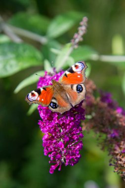 Buddleja davidii (yaz leylağı) çiçekleri üzerinde Avrupa Tavuskuşu kelebeği
